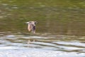 Sandpiper,ÃÂ Wood sandpiperÃÂ flight Tringa glareola Wader BirdÃÂ flight Royalty Free Stock Photo